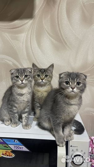Шотландские котята