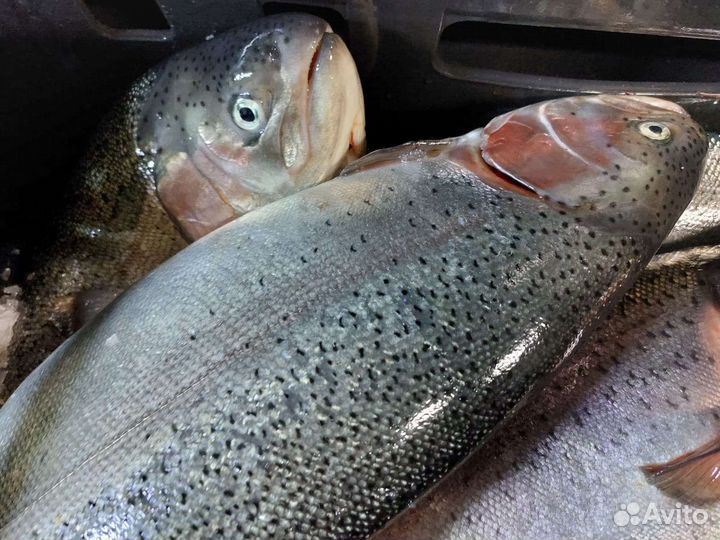 Форель из Карелии