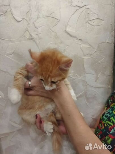 Котик в добрые руки