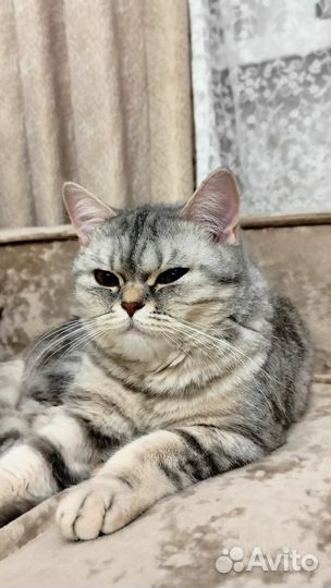 Шотландская кошка