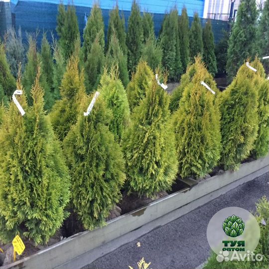 Туя с доставкой на участок