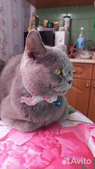 Вязка с британским котом