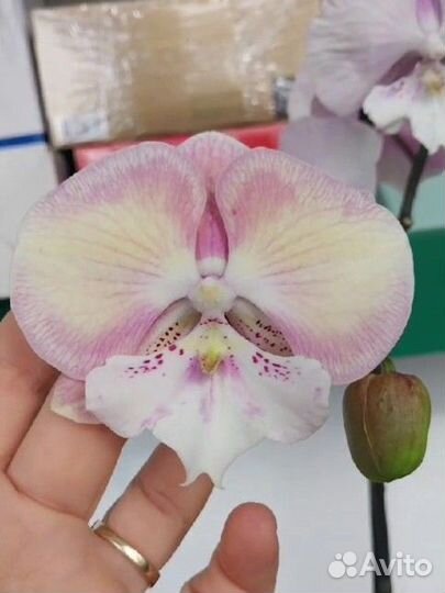 Орхидея фаленопсис биглип Единорог