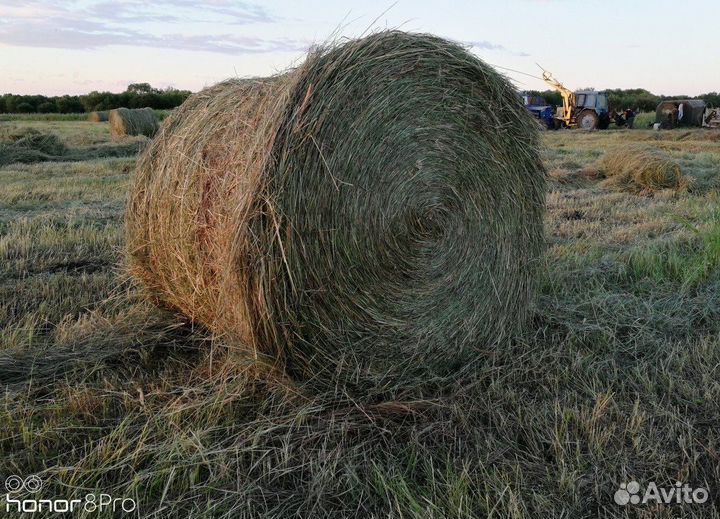 Продам сено в рулонах