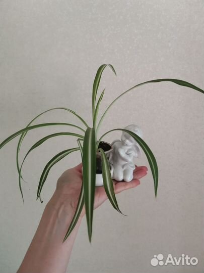 Неприхотливые комнатные растения