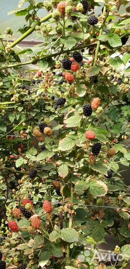Саженцы ежевики