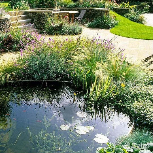 Хлорела для пруда