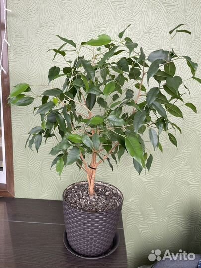 Фикус Бенджамина