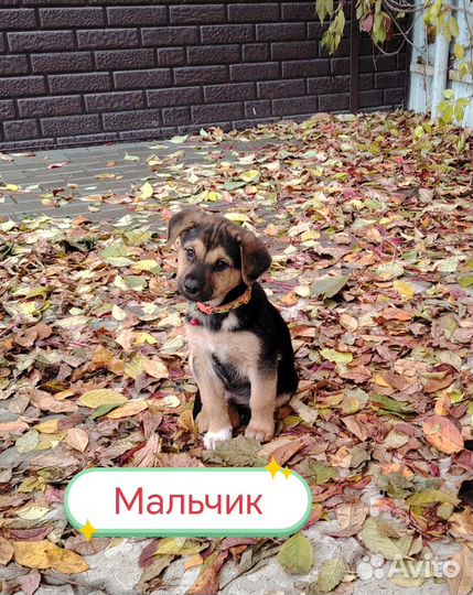 Щенок в добрые руки бесплатно