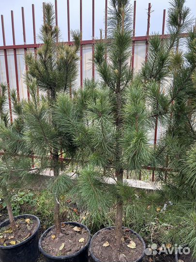 Сосна кедровая кедр