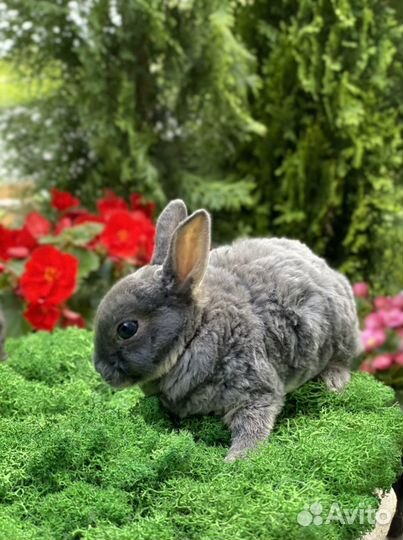 Карликовый Рекс (плюшевый)