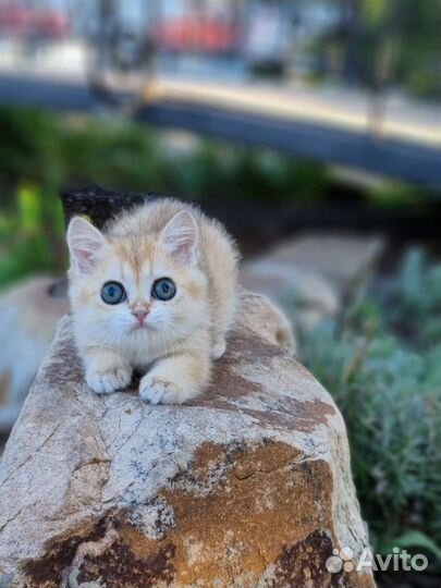 Шотландская золотая шиншилла девочка