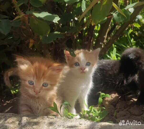 Котята вислоухие