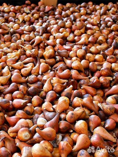 Луковицы тюльпана от производителя оптовая продажа