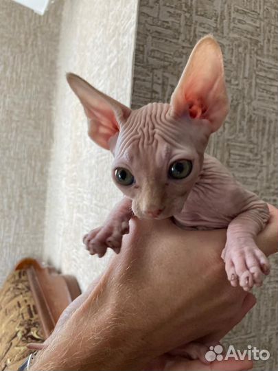 Канадский сфинкс котенок мальчик