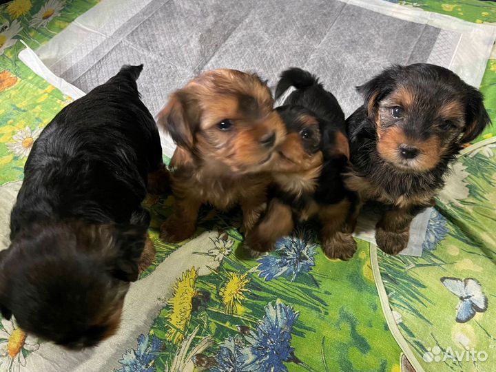 Йоркширский терьер