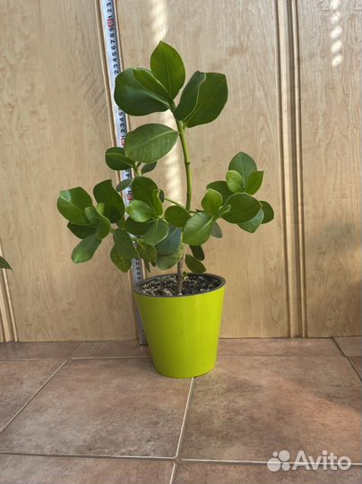 Клузия росеа