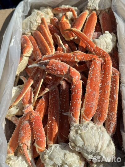 Камчатка/Стригун