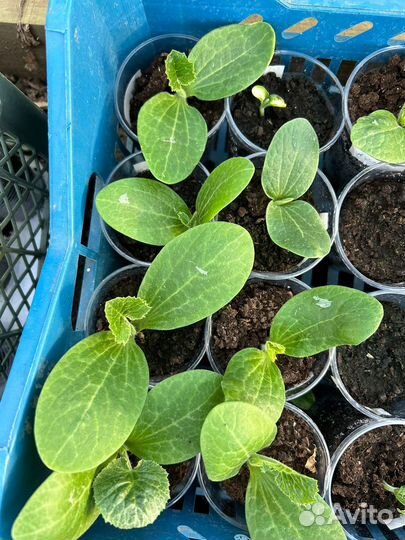 Рассада арбузов, огурцов, тыквы, кабачков, дыни