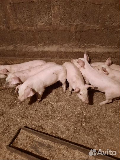 Поросята ландрас