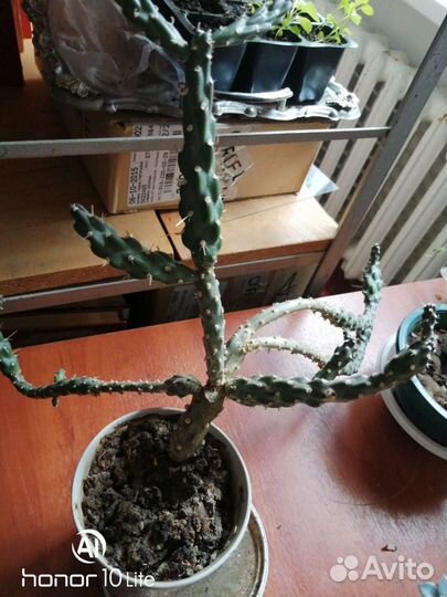 Танцующий кактус