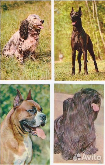 Открытки СССР Собаки 1969 г