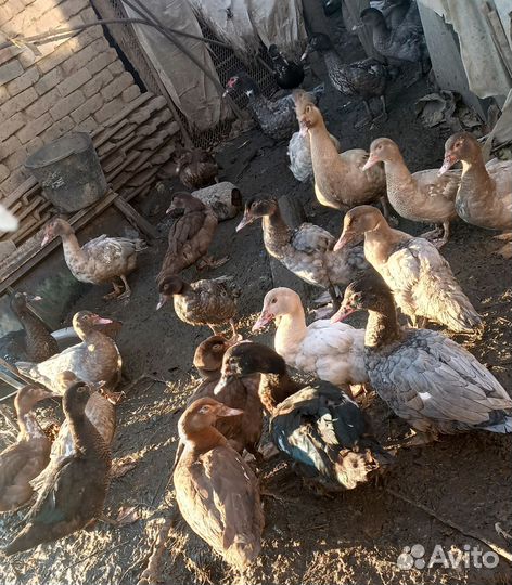 Утки и куры