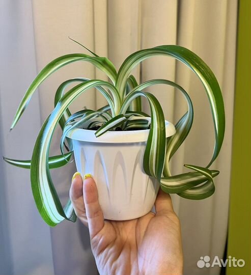 Хлорофитум кудрявый Бонни