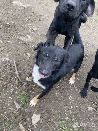 Собаки бесплатно в добрые руки