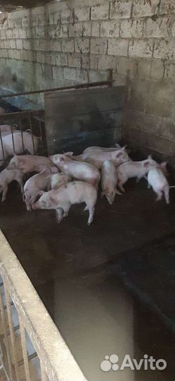 Поросята мать см1 отец дюрок-петрен.возраст от 45