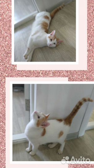 Очаровательная кошечка