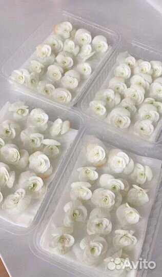 Виола и Бегония пищевая с фермы