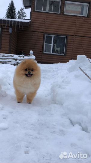 Померанский шпиц медвежьего типа вязка