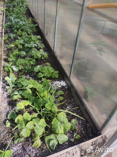 Клубника садовая