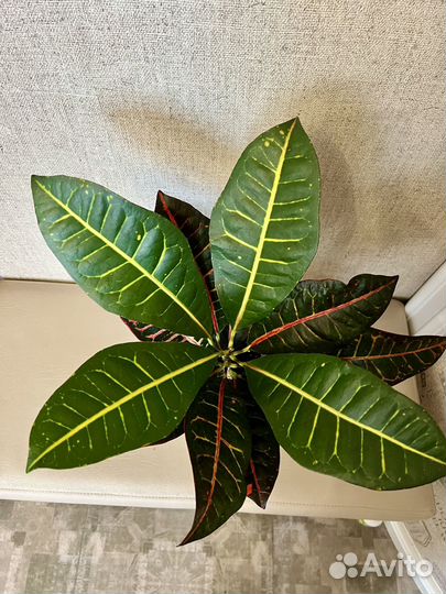 Кротон петра