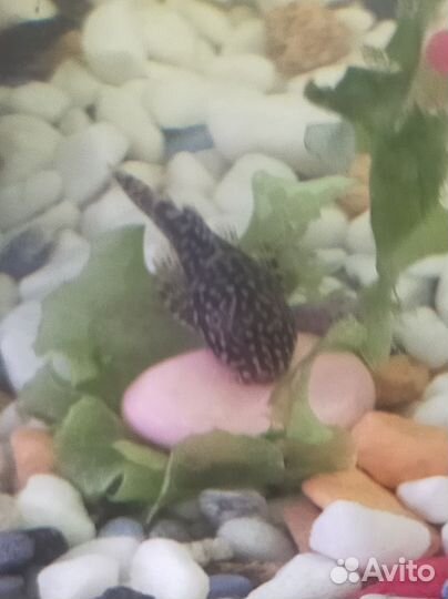 Сомики анциструсы