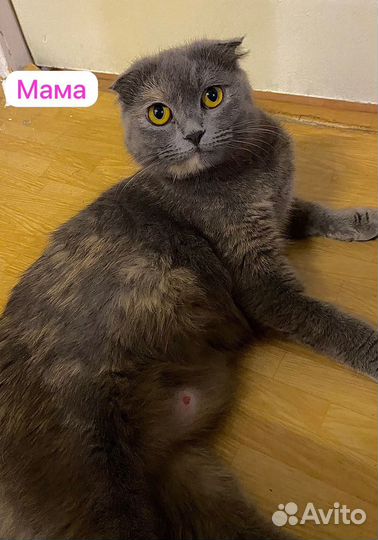 Кошки и котята
