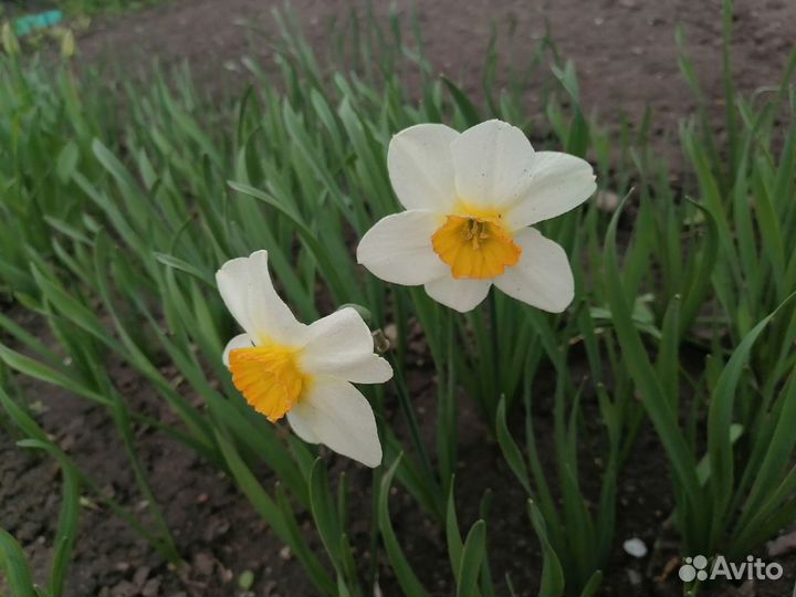 Луковицы нарциссов