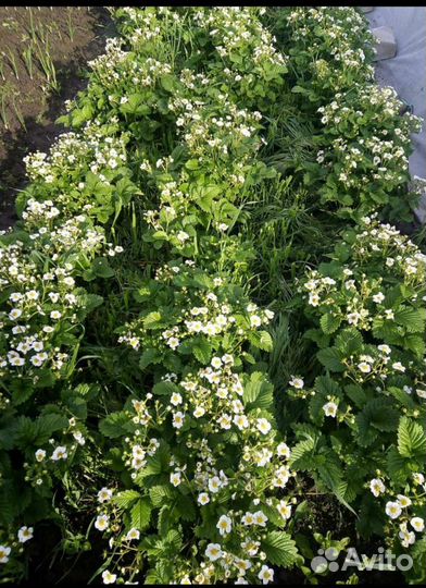 Саженцы земклуники