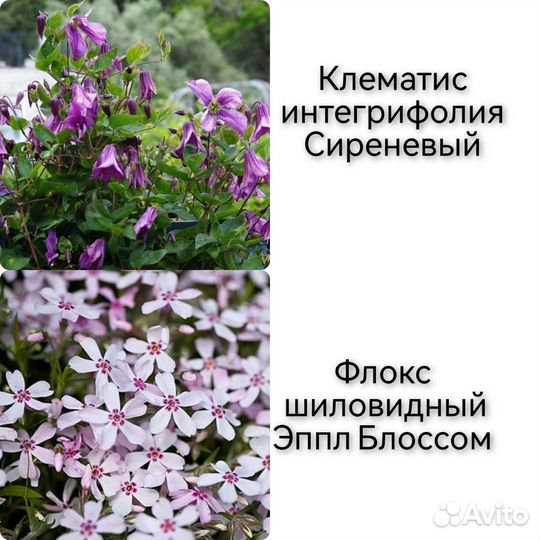 Саженцы многолетних цветов