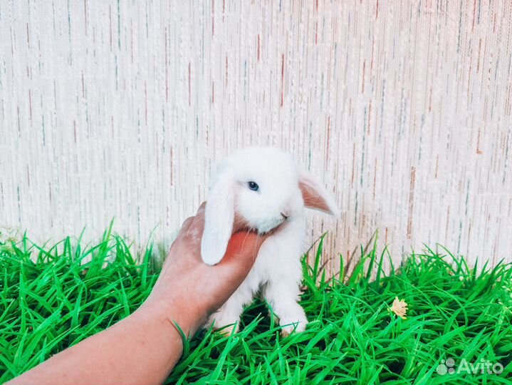 Карликовый кролик - супер мини, ручной, добрый