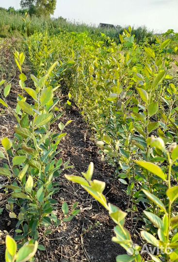 Кизильник блестящий