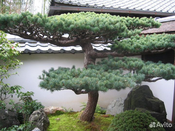 Кедр Сибирский и Корейский для Бонсай и Ниваки 4г