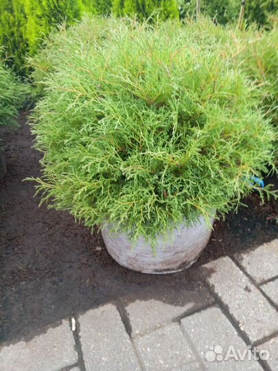 Хвойные растения в ассоитименте