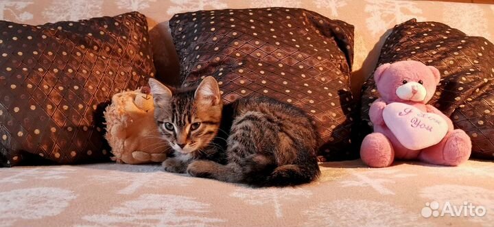 Отдаем котят в добрые ручки