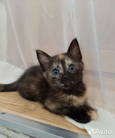 Ласковая мурлыка в добрые руки