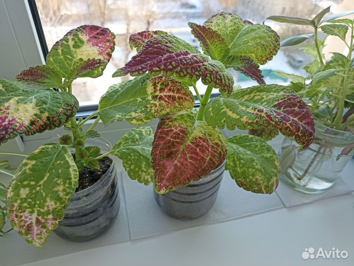 Колеус Аватар сортовой