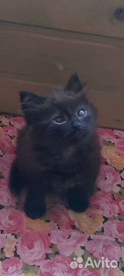 Слепой пушистый котенок