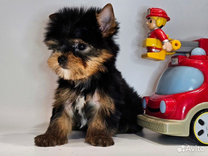 Мини йорк мальчишка