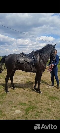 Лошадь жеребец